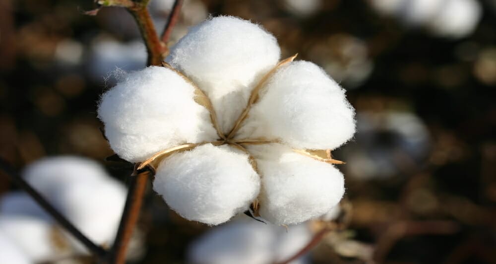 Australian Cotton Plant Adaptations | Agriculture Lessons